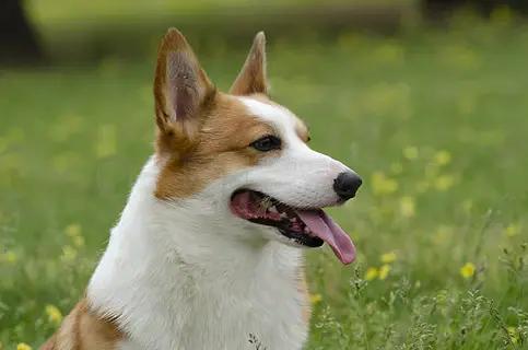 5 Game-Changing Global Pet Product Industry Trends to Lead Your Business in 2026