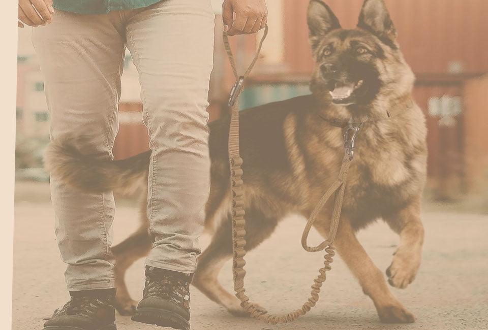 Browse Pets Leashes