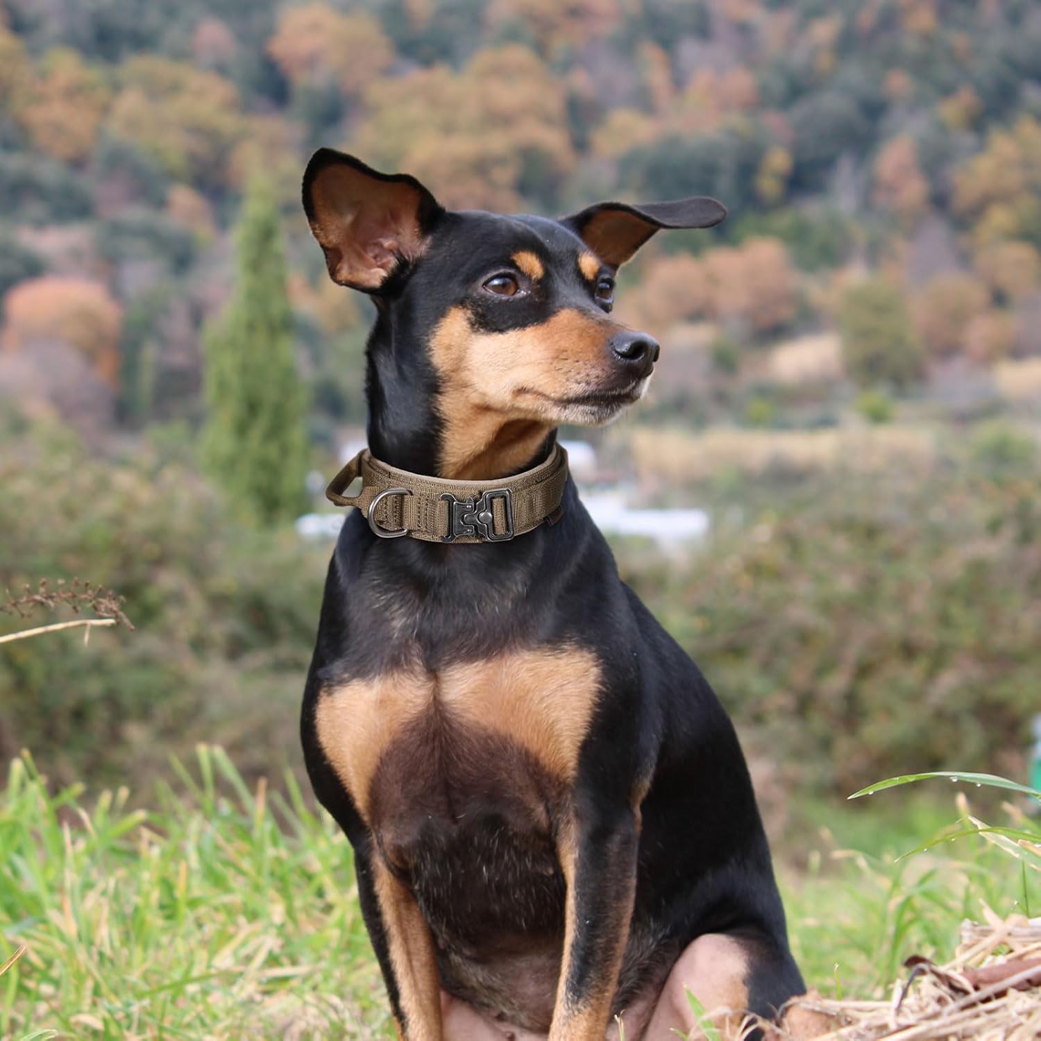 Heavy-duty nylon dog collar with control handle